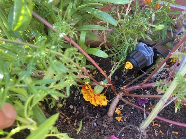 Micro drippers being used in a raised beds to water plants