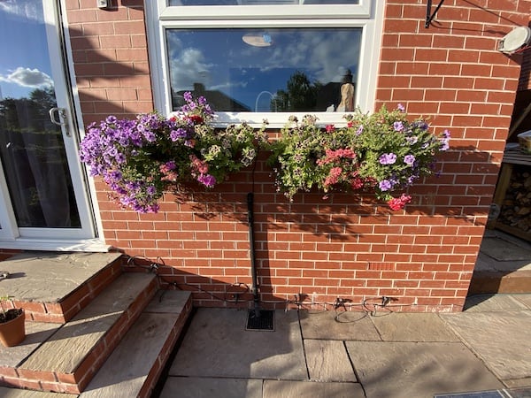 Micro drip system installed along wall ready for inserting into pots.