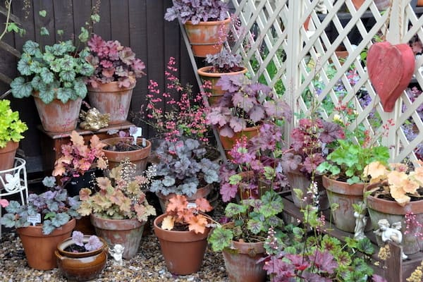 A selection of different Heucheras in containers