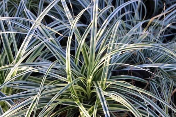 Carex oshimensis 'Everest', an great evergreen grass for growing in containers in a dappled shade position