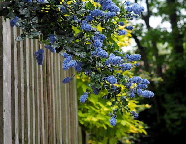 Ceanothus 'California lilac', not really a climber in the climbing sense but can be trained against a fence