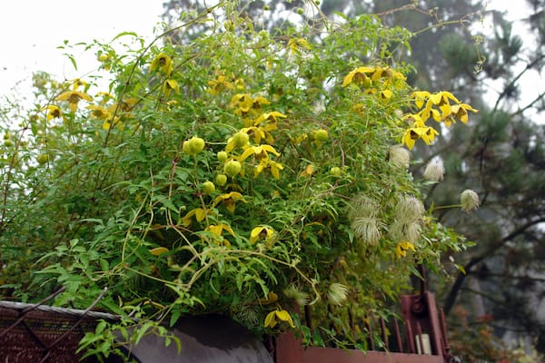 Clematis tangutica