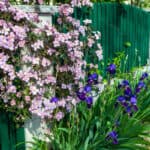 19 of the best fast growing climbers evergreen and deciduous for covering walls, fences, trees. They include popular varieties such as Clematis, Hydangea, Lonicera