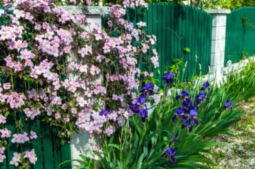 19 of the best fast growing climbers evergreen and deciduous for covering walls, fences, trees. They include popular varieties such as Clematis, Hydangea, Lonicera