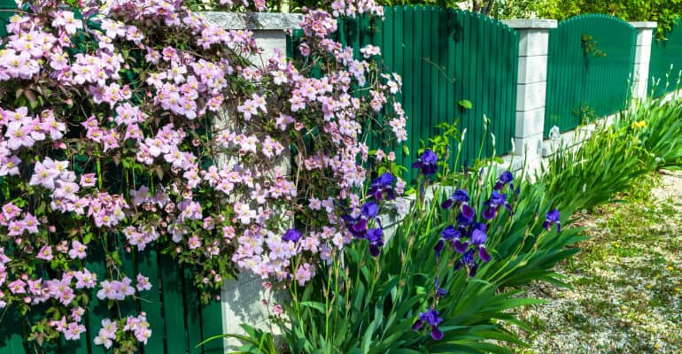 19 of the best fast growing climbers evergreen and deciduous for covering walls, fences, trees. They include popular varieties such as Clematis, Hydangea, Lonicera