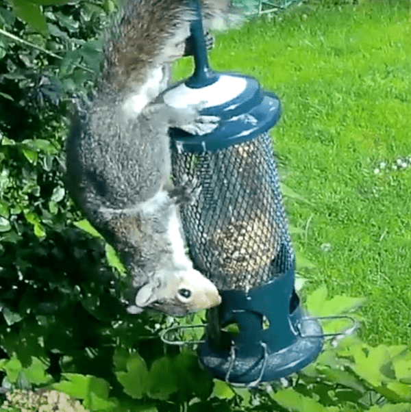 My Jacobi Jayne SB-1057 Squirrel Proof Bird Feeder which is probably the best squirrel proof bird feeder