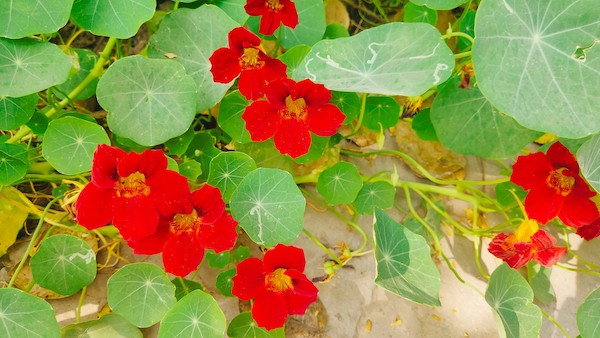 Nasturtium are fast growing annual climbers