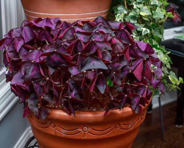 Oxalis triangularis for pots in a shady position