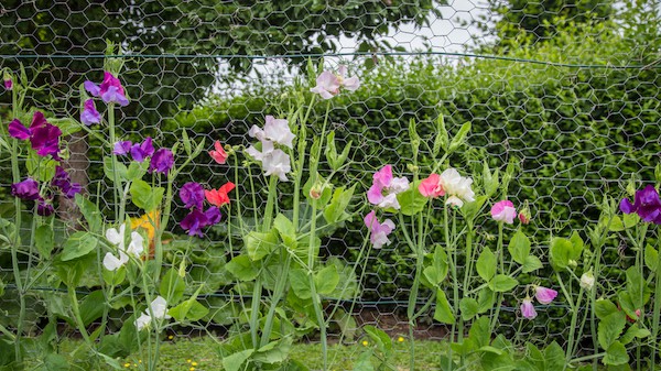 Perennial Sweet Pea (Lathyrus latifolius)