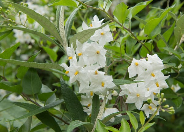 Solanum laxum ‘Album’