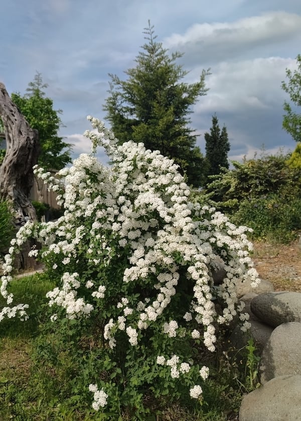 Spiraea 'Arguta'