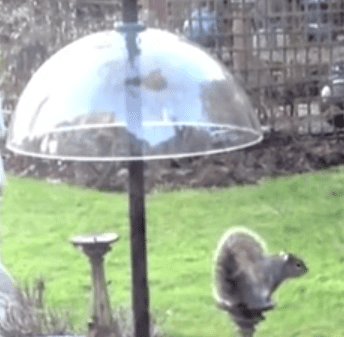 Testing the Garden Mile 40cm Clear Squirrel Baffle