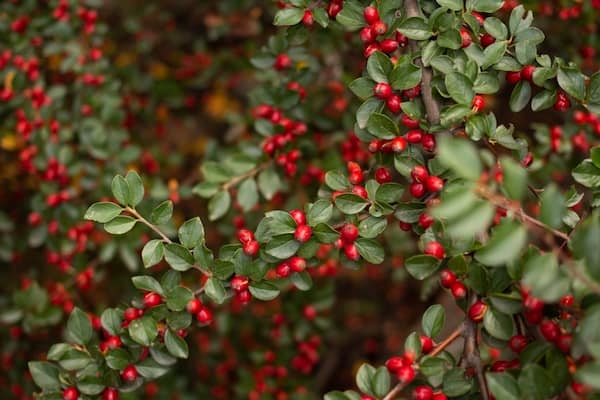 Cotoneaster franchetti an excellent evergreen shrub for attracting bees into the garden