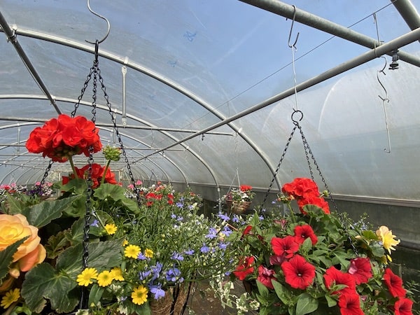 Polytunnels we use to grow hanging baskets which we hang from the crop bars are usually an extra on professional polytunnels