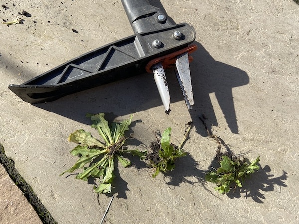 What I like about weed pullers is that that also remove the long tap roots preventing them from growing back