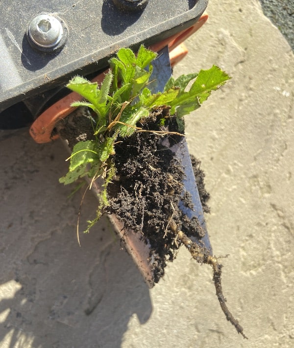 weed removed using Fiskars weed puller