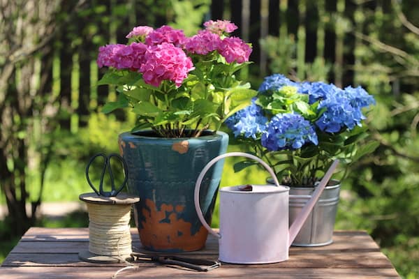 Hydrangeas which are perfect for growing in pots in a shady position