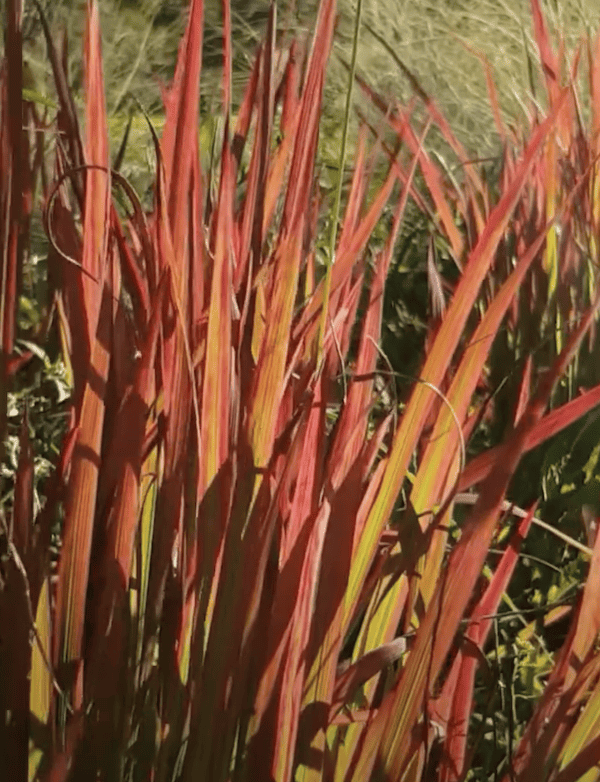 Imperata cylindrica 'Rubra'