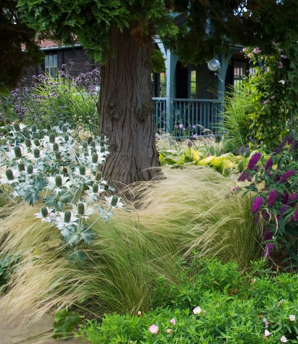 Stipa arundinacea growing under trees