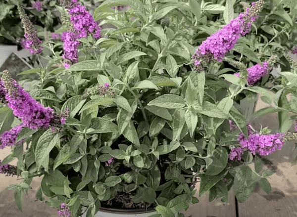 Small compact dwarf buddleia that only reaches 4ft tall