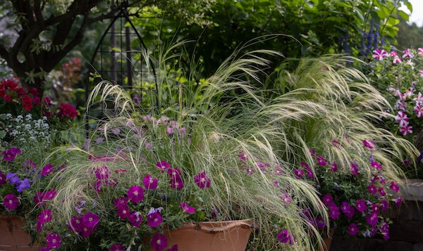 Some ornamental grasses thriving under the canopy of some shade in a garden