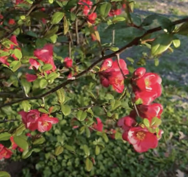 one of my personal favourites is Chaenomeles, or Flowering Quince for a sunny position