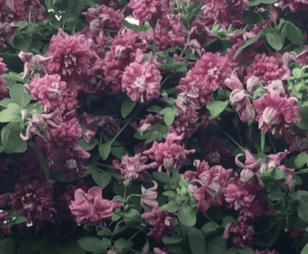 Clematis Purpurea Plena Elegans which thrives in shady positions