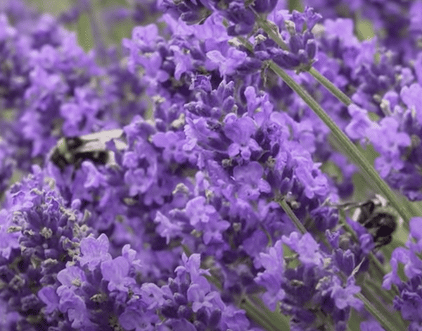 Lavender Angustifolia is beneficial to bees