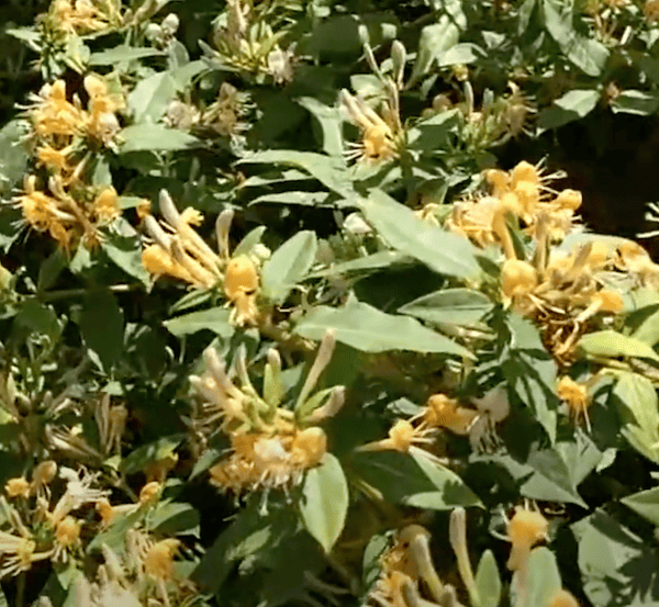 Lonicera Henryi 'Copper Beauty' one of my favourite evergreen climbers for fences