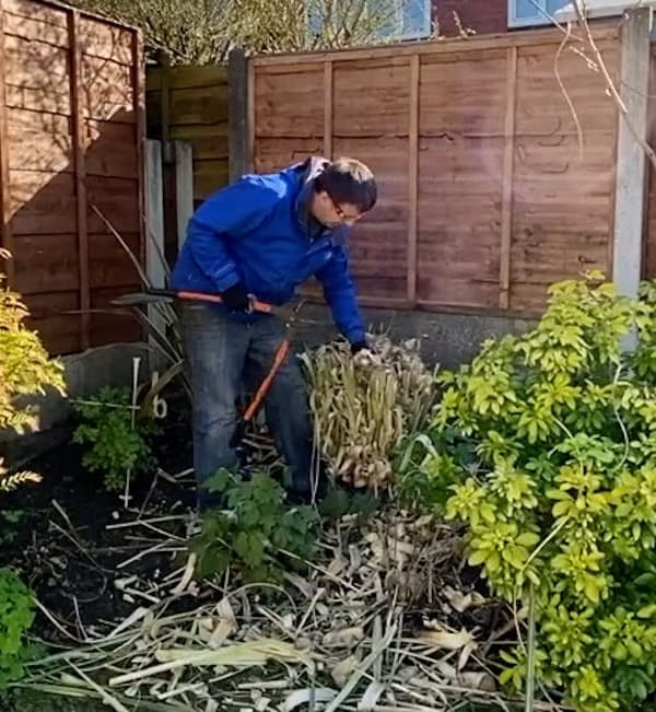 Pampas grass I've pruned back hard