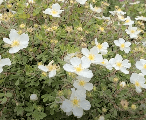 Potentilla fruticosa which is a fast growing evergreen plant