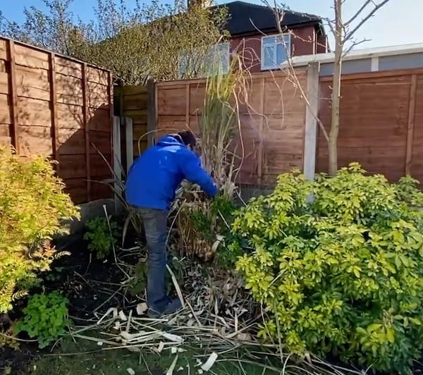 pruning back pampas grass with loppers to 1-2ft